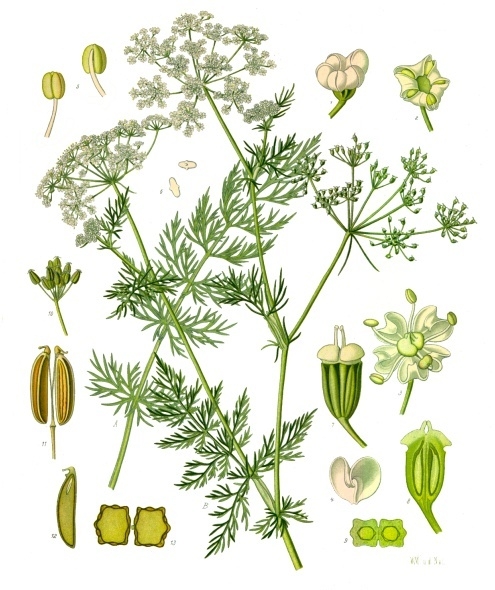 Caraway (Carum carvi)