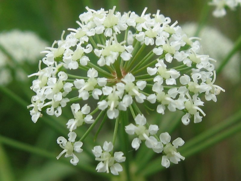 Waterscheerling (Cicuta virosa)
