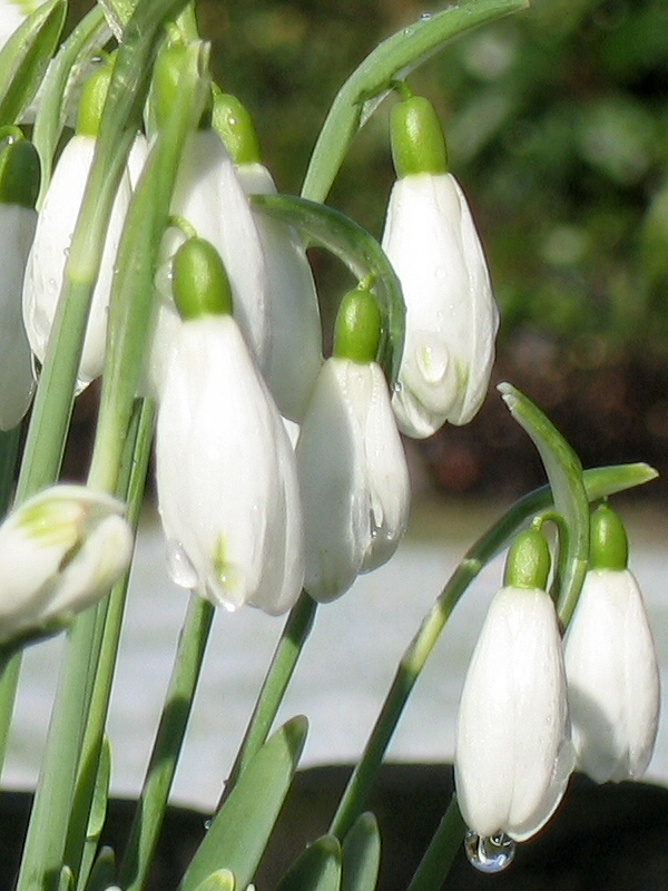 Snowdrop (Galanthus nivalis)
