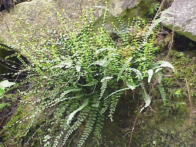 Maidenhair spleenwort (Asplenium trichomanes)