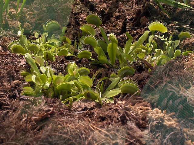 Venus flytrap (Dionaea muscipula)