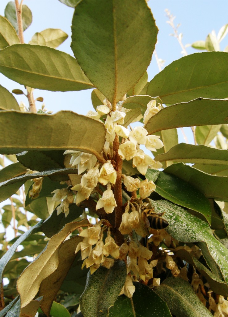 Ebbinge’s silverberry (Elaeagnus × ebbingei)