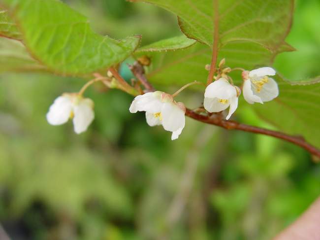 Variegated kiwi vine (Actinidia kolomikta)