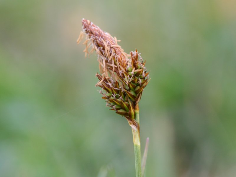 Spring sedge (Carex caryophyllea)