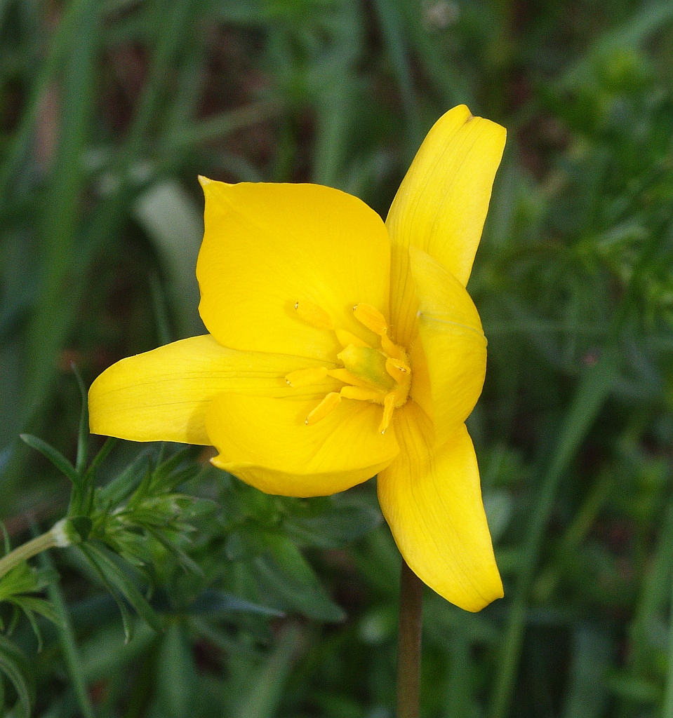Wild tulip (Tulipa sylvestris)