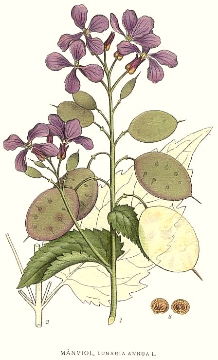 Judaspenning (Lunaria annua)