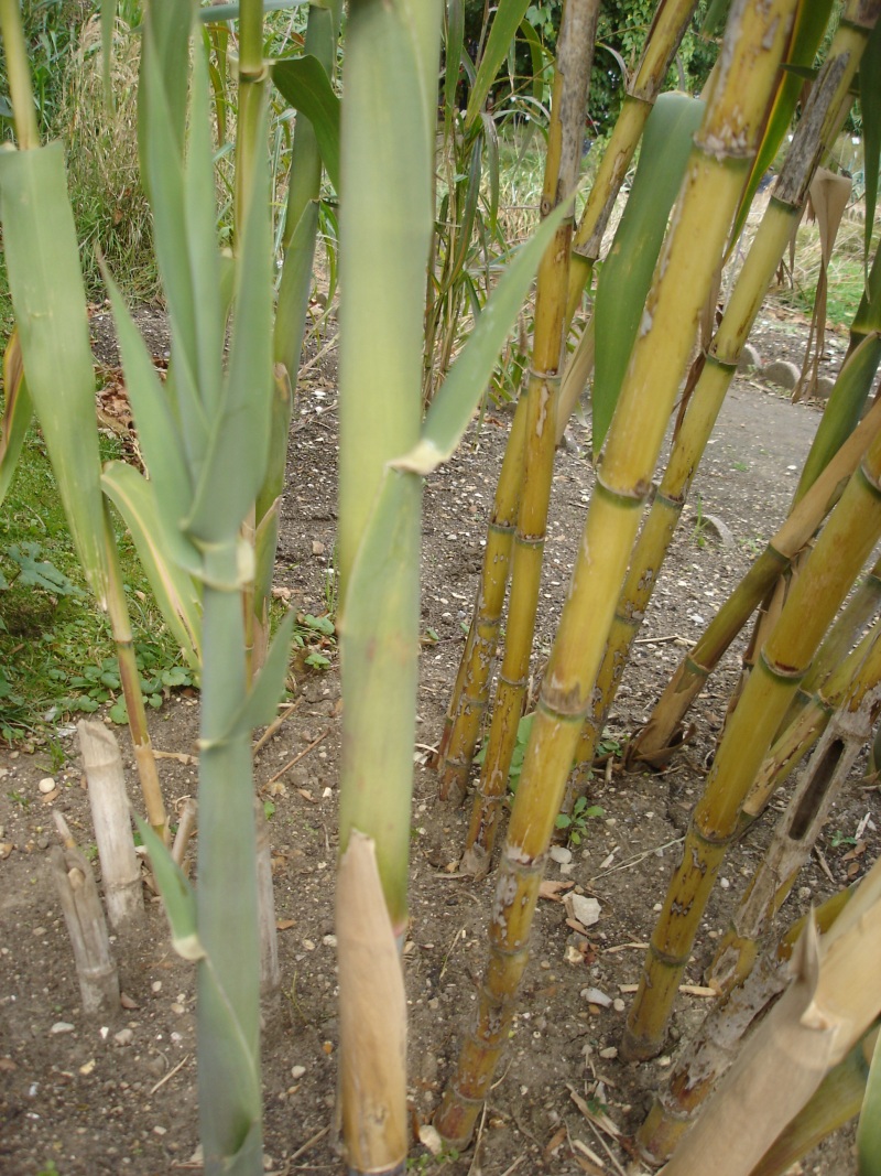 Giant reed (Arundo donax)