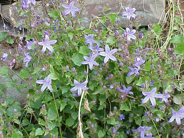 Trailing bellflower (Campanula poscharskyana)