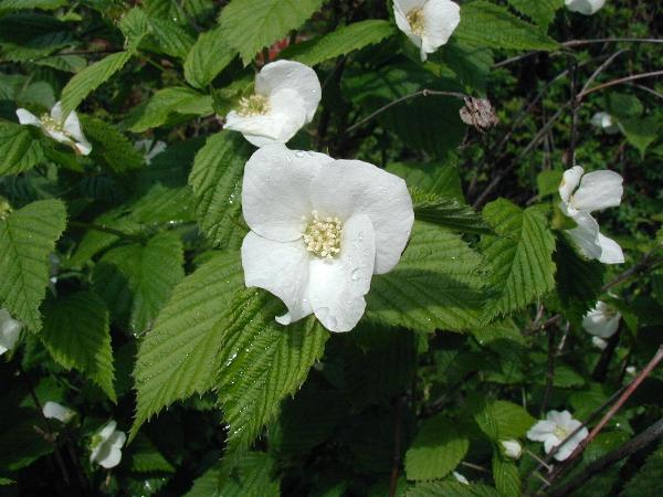 Jetbead (Rhodotypos scandens)