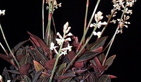 Jewel orchid (Ludisia discolor)