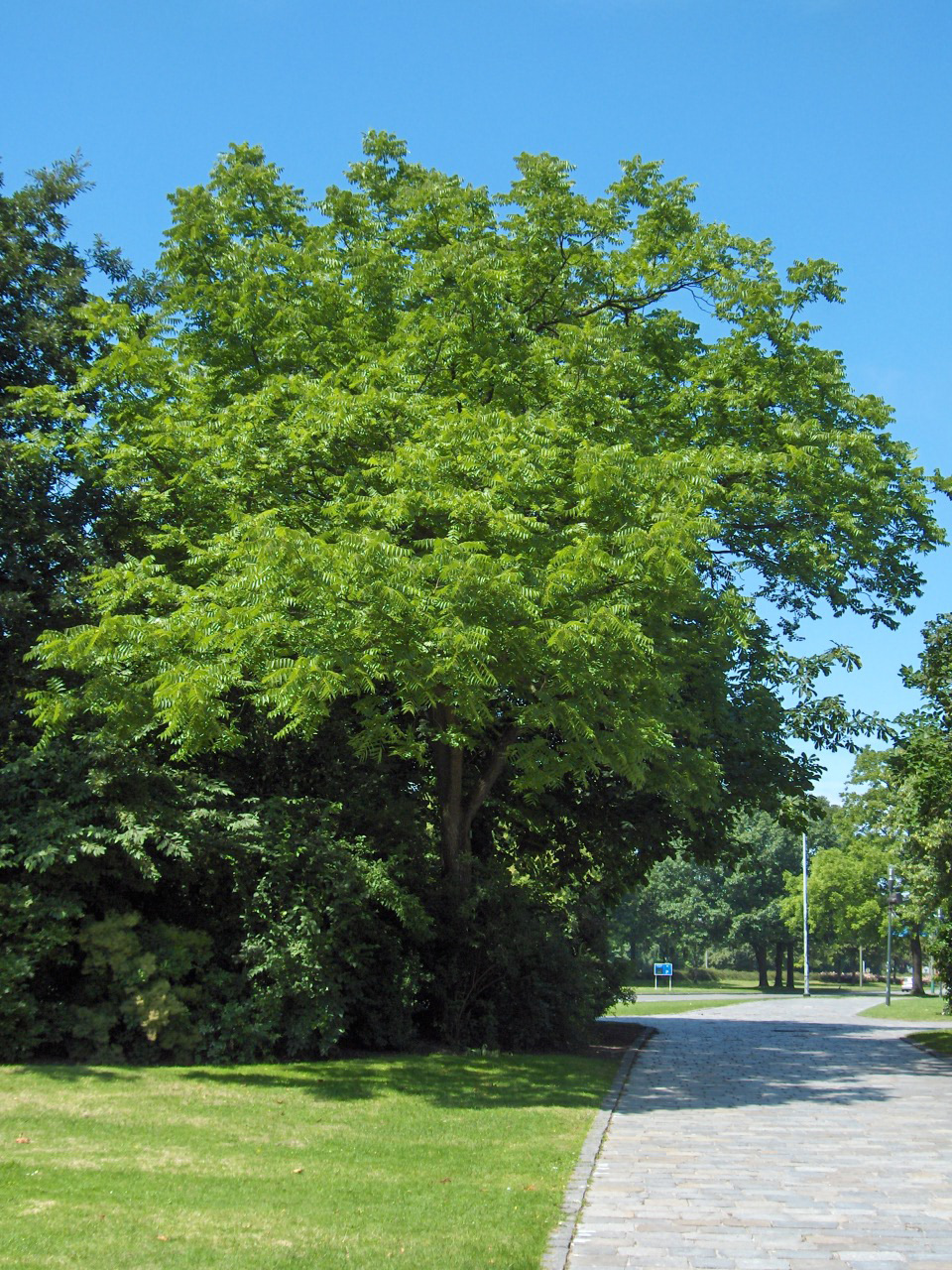 Black walnut (Juglans nigra)