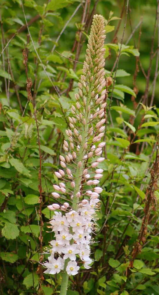 Giant desert candle (Eremurus robustus)