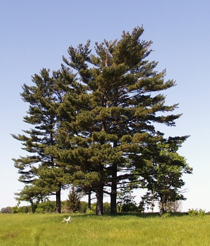 Weymouth pine (Pinus strobus)