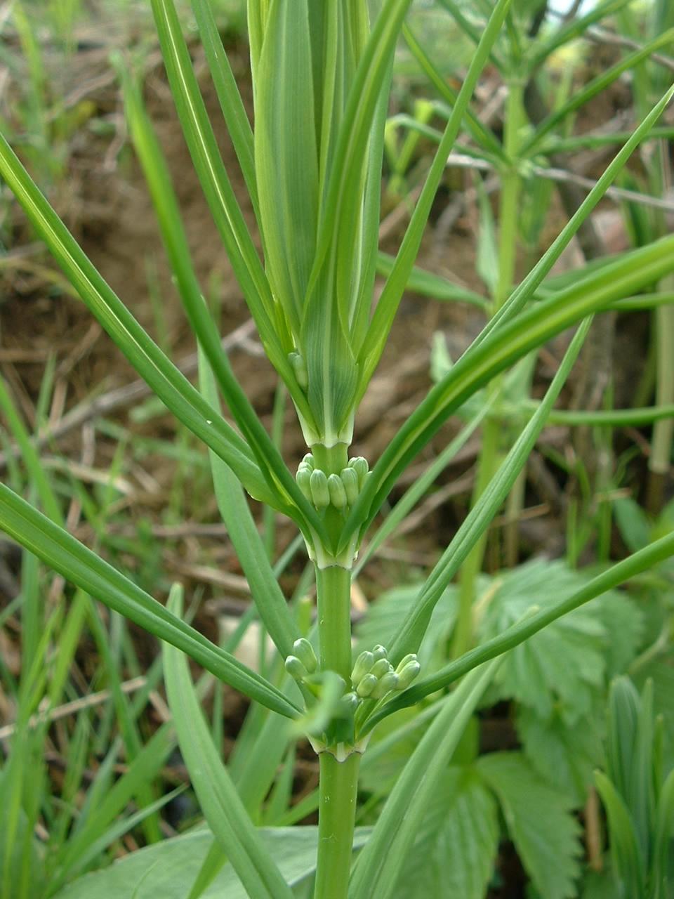 Whorled Solomon's seal (Polygonatum verticillatum)