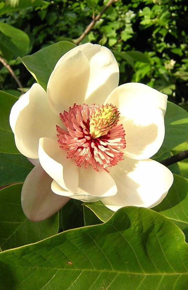 Star magnolia (Magnolia stellata)