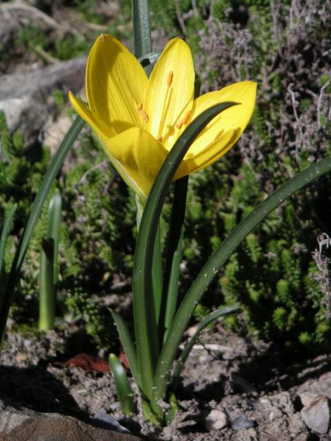 Winter daffodil (Sternbergia lutea)