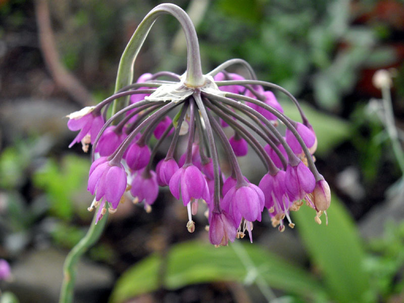 Nodding onion (Allium cernuum)