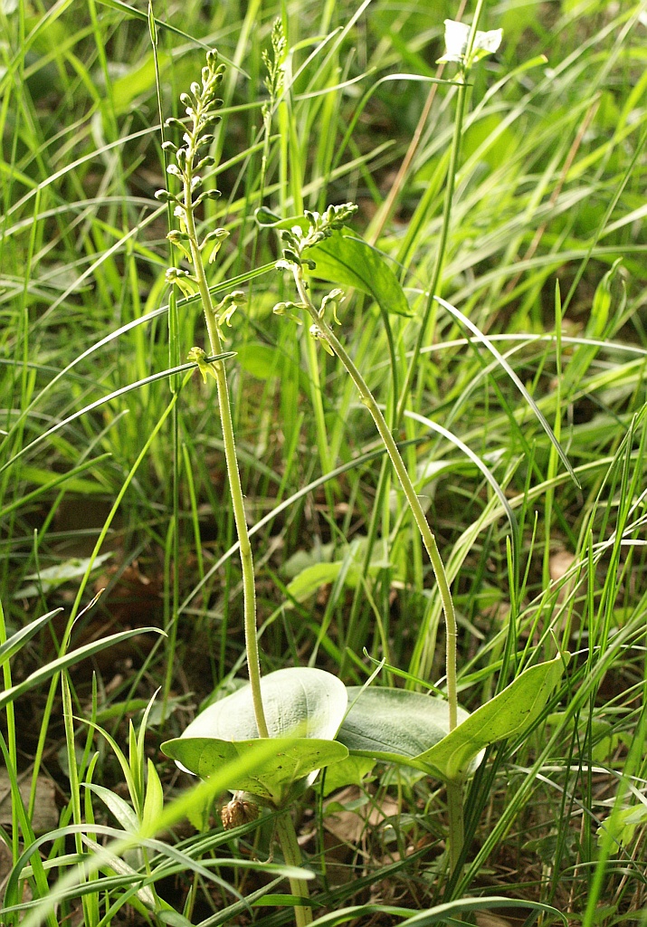 Common twayblade (Neottia ovata)