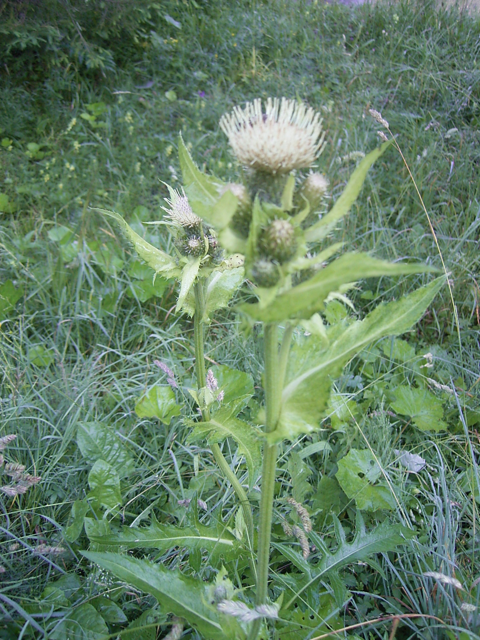 Moeskruid (Cirsium oleraceum)
