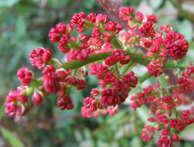 Terebinth (Pistacia terebinthus)