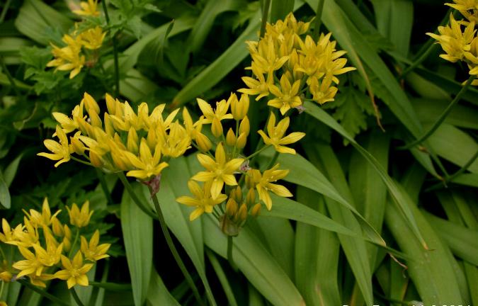 Golden garlic (Allium moly)