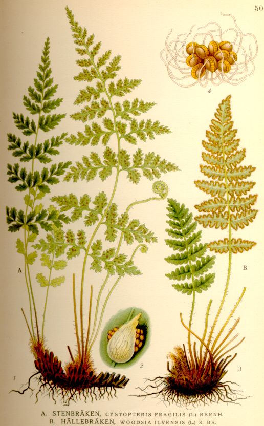 Brittle bladder-fern (Cystopteris fragilis)