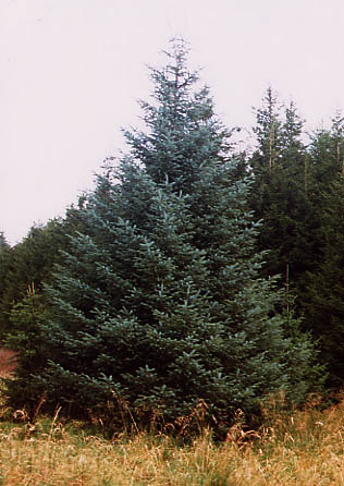 Sitka spruce (Picea sitchensis)