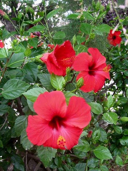 Chinese hibiscus (Hibiscus rosa-sinensis)