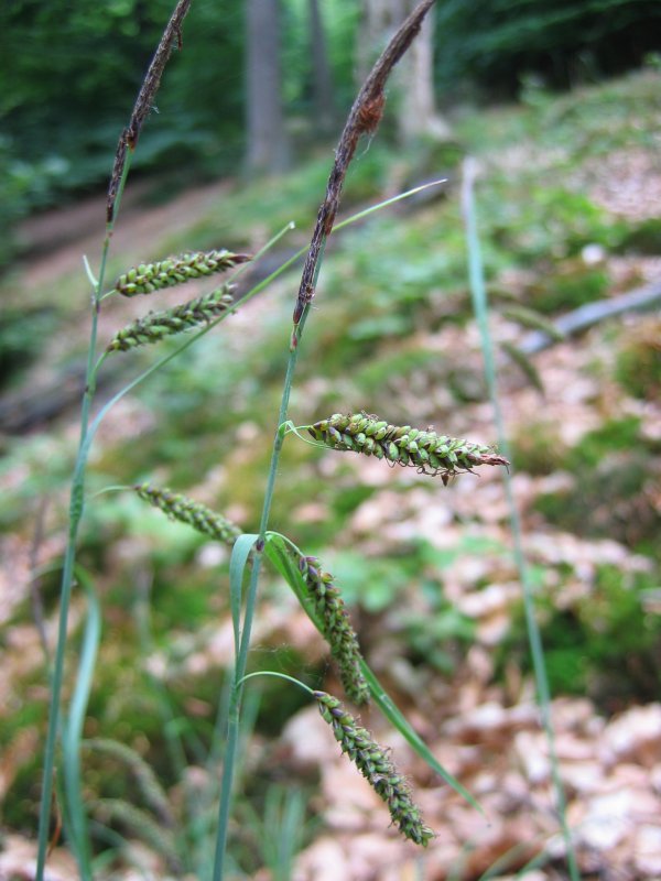 Glaucous sedge (Carex flacca)