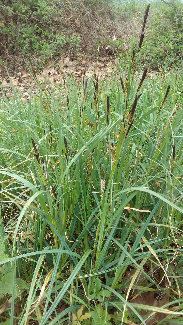 Laîche des rives (Carex riparia)