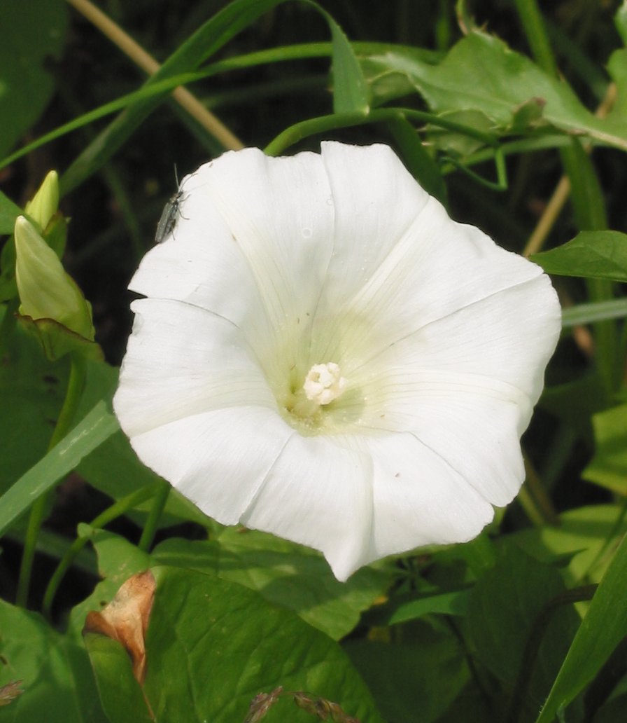 Hedge bindweed (Calystegia sepium)