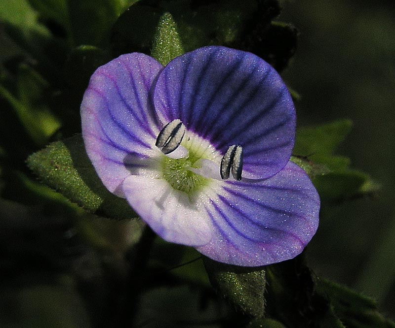 Grote ereprijs (Veronica persica)