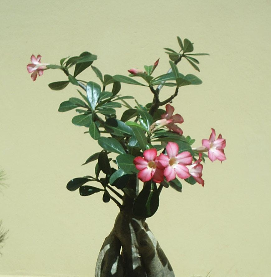 Desert rose (Adenium obesum)