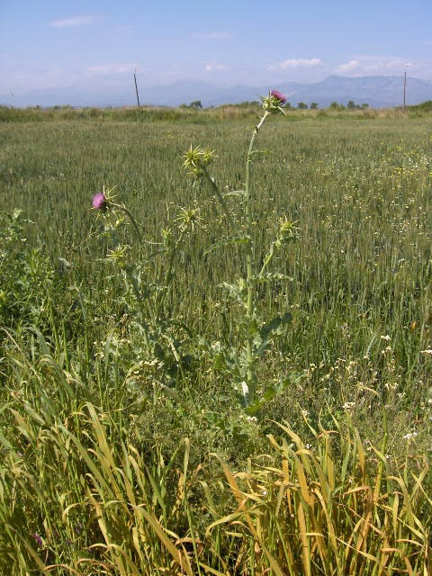 Milk thistle (Silybum marianum)