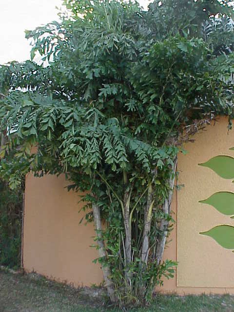 Vissenstaartpalm (Caryota mitis)