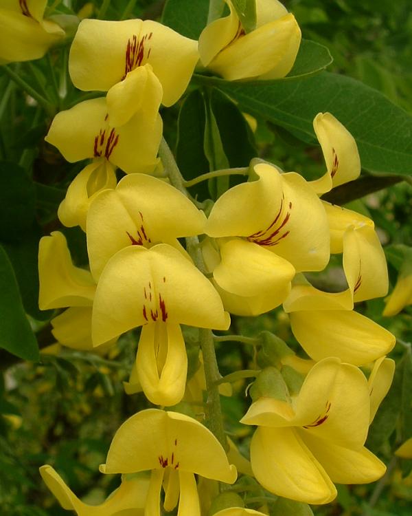 Common laburnum (Laburnum anagyroides)
