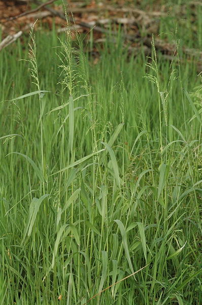 Wood millet (Milium effusum)
