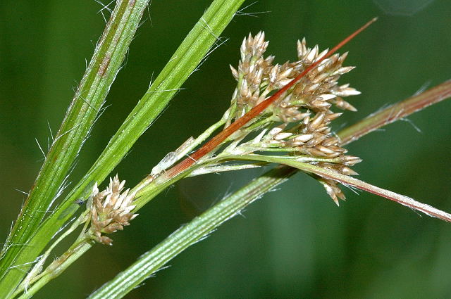 White wood-rush (Luzula luzuloides)