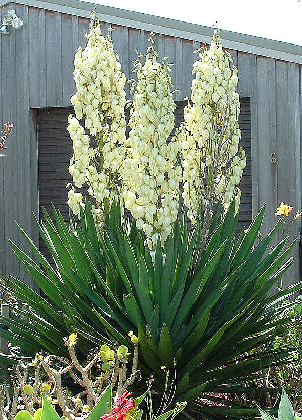 Adam’s needle (Yucca filamentosa)