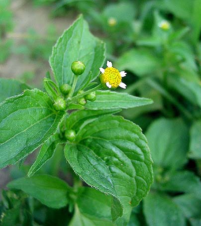 Gallant-soldier (Galinsoga parviflora)