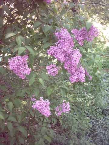 Persian lilac (Syringa × persica)