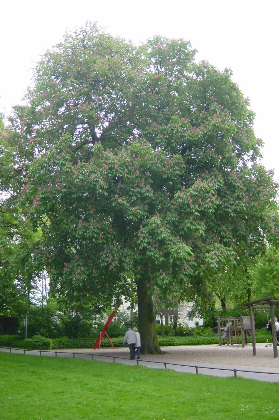 Red horse chestnut (Aesculus × carnea)