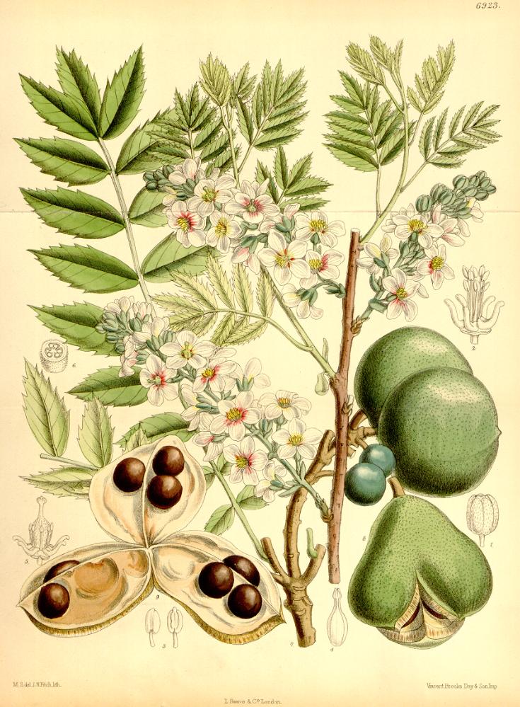 Yellowhorn (Xanthoceras sorbifolium)