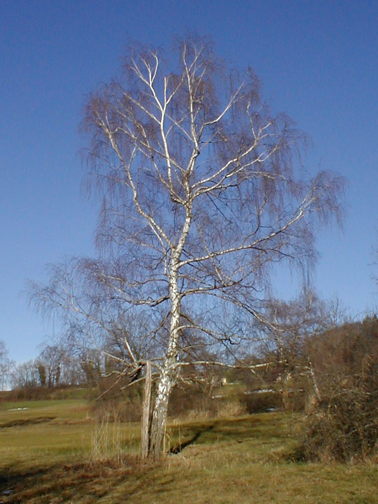 Silver birch (Betula pendula)