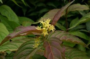 Southern bush honeysuckle (Diervilla sessilifolia)