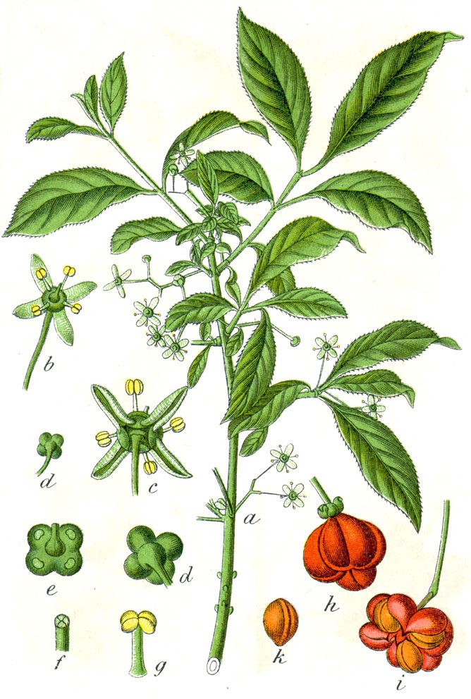 Spindle (Euonymus europaeus)