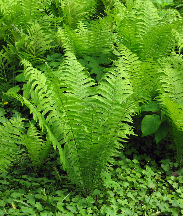 Ostrich fern (Matteuccia struthiopteris)