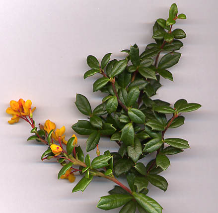 Darwin’s barberry (Berberis darwinii) (Berberis darwinii)