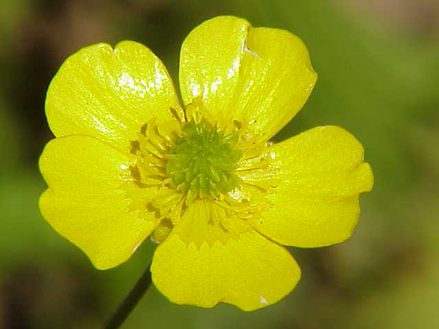 Meadow buttercup (Ranunculus acris)