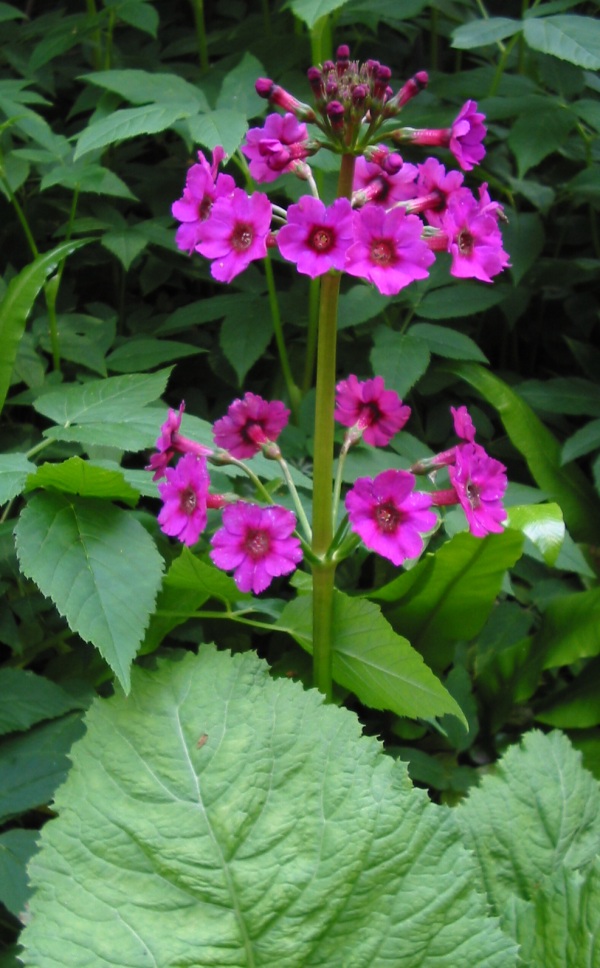 Japanese primrose (Primula japonica)